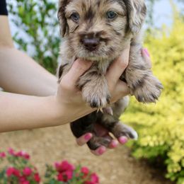 Labradoodle Puppies from Circle City Labradoodles