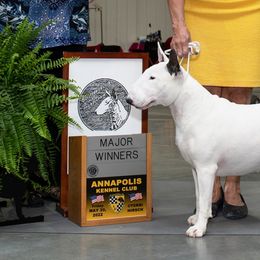Bull Terriers from Alaric Bull Terriers