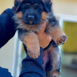 German Shepherd Puppies from Von Legends Burg