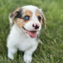 American Corgis and Pembroke Welsh Corgis from Whisper Lane Corgis