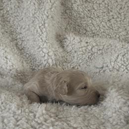Bean - Cream female Goldendoodle puppy in Waynesboro, Virginia from Forest Creek Kennel