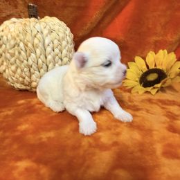Lola - White female Maltese puppy in Asheville, North Carolina from TCBs Glowing Maltese