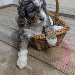 Fir - Blue merle female Bernedoodle puppy in Cambridge, Minnesota from Country Meadow Doodles