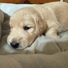 Pink - Light golden female Golden Retriever puppy in Lebec, California from Socalretrievers