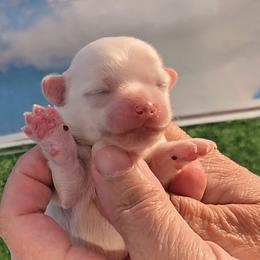 Dasher - White male Maltese puppy in Aurora, Missouri from KnJ Precious Paws LLC