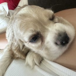 Blue - Cream male Cocker Spaniel puppy in Rio Rico, Arizona from J&E spaniels