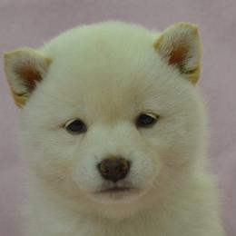Shiba Inu and Yorkshire Terrier Puppies from Royal Kennels