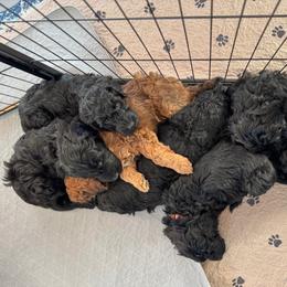 Goldendoodle Puppies from Wrigley's Doodles