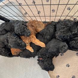 Goldendoodle Puppies from Wrigley's Doodles