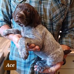 Ace - Liver roan male German Shorthaired Pointer puppy in Elberta, Alabama from Old Orchard Farm
