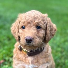 Lily - Apricot female Labradoodle puppy in Alliance, Ohio from Mount Olive Doodles