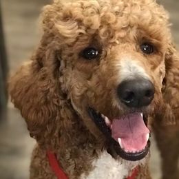 Poodles from Charity Hill Poodles