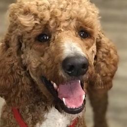 Poodles from Charity Hill Poodles