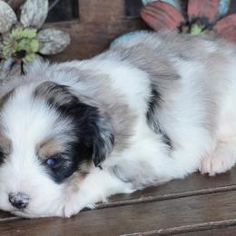 Girl 1 - Blue merle female Aussiedoodle puppy in Lawton, Oklahoma from Lindsey’s Aussies