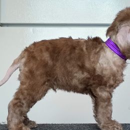 Boy 2 - Liver Bedlington Terrier puppy in Staten Island, New York from Arkada Sirene Kennel
