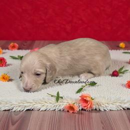 Polar - Cream male Dachshund puppy in Oklahoma City, Oklahoma from OkieDoxieland Dachshunds