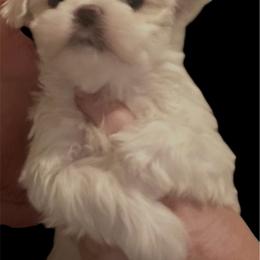 Boy 3 - White male Maltipoo puppy in Mooresville, North Carolina from Clearview Canines