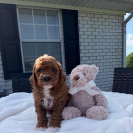 Silas - Red  male Goldendoodle puppy in Estesburg, Kentucky from Wet Goldendoodle Kisses