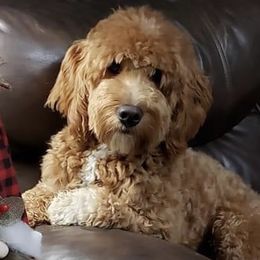 Frankie - Goldendoodle