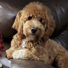 Frankie - Goldendoodle