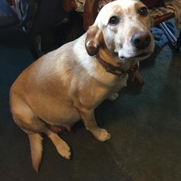 Labrador Retriever All Grown Up from Peach's Pup Palace