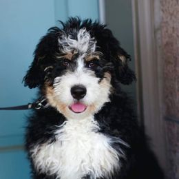 Daisy - Bernedoodle