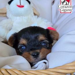 Sonya Blade - Black and tan female Yorkshire Terrier puppy in California from Corazon de gigante