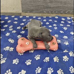 Stella - Blue female Italian Greyhound puppy in Duncanville, Texas from Oremor's