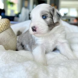 Old English Sheepdog and Sheepadoodle Puppies from The Great White Fluffalo