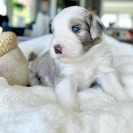 Old English Sheepdog and Sheepadoodle Puppies from The Great White Fluffalo