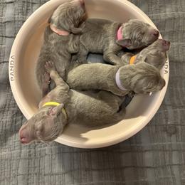 Weimaraner Puppies from Alchemy Weimaraners
