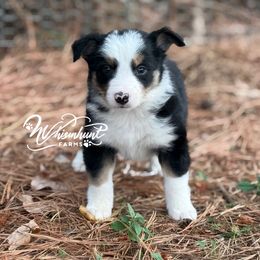 1,200 Boy - Tri-color male Border Collie puppy in Nashville, Arkansas from Whisenhunt Farms