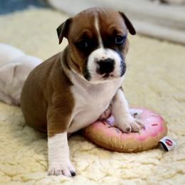Carson - Red male American Staffordshire Terrier puppy in Clearwater, Florida from Whit's End Kennel