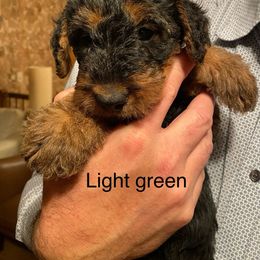 Girl 4 - Black and tan Airedale Terrier puppy in Boise, Idaho from Rising-aire Terriers