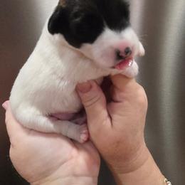 Mac - Tri color male 2 - White black and tan male Smooth Fox Terrier puppy in Lake City, Florida from Providence Kennels