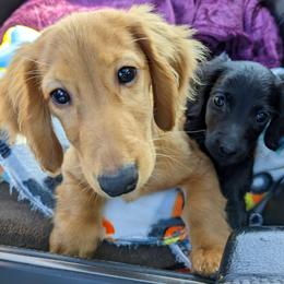 Dachshund Puppies from Goldie Girls Ranch Dachshunds