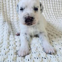 Luna - LUA liver long coat - White and liver brown female Dalmatian puppy in Jefferson, Georgia from Spotted Jewels Dalmatians
