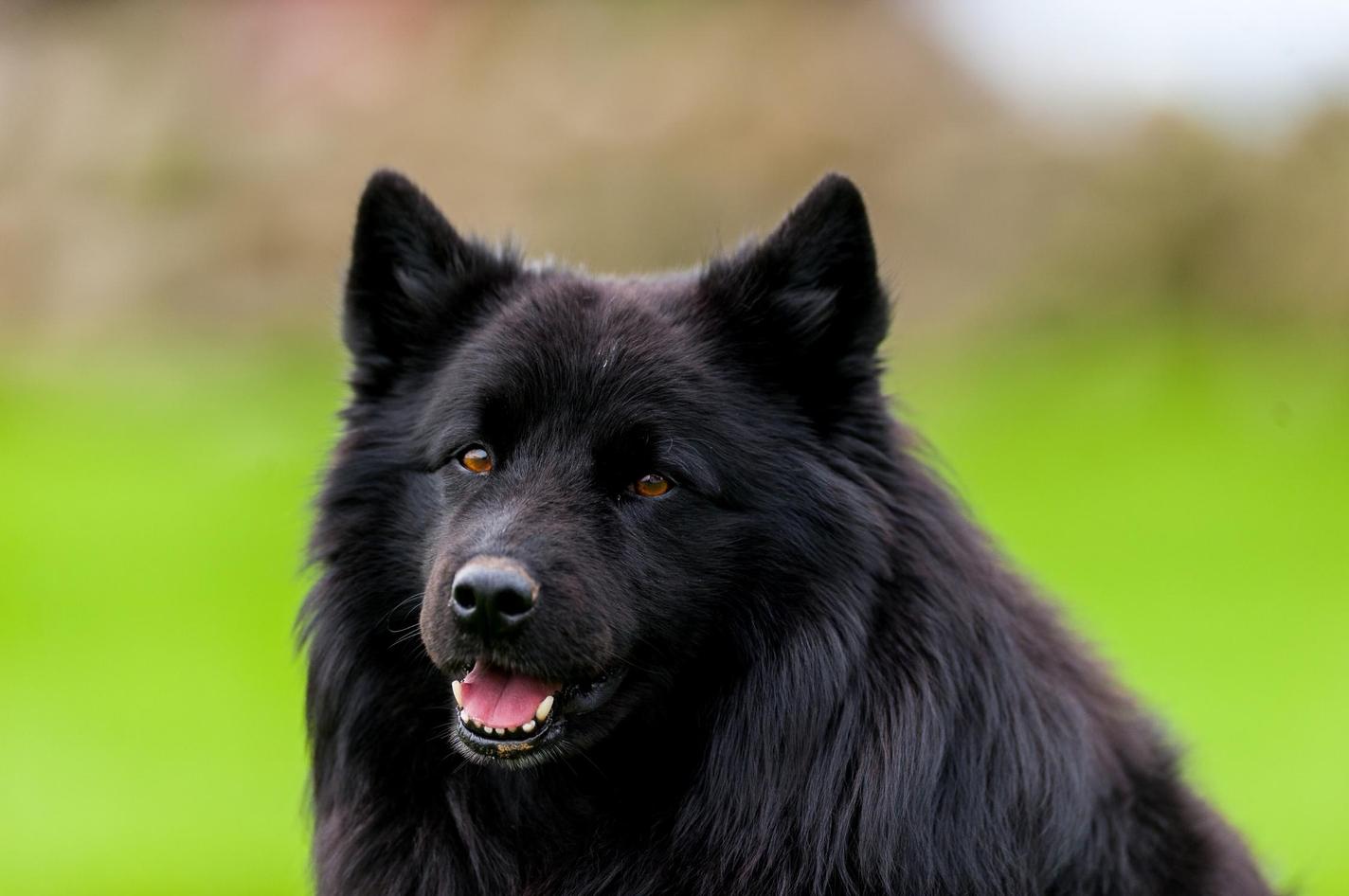 Swedish Lapphund