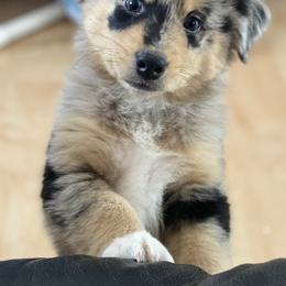 Australian Shepherd Puppies from Echolight Australian Shepherds