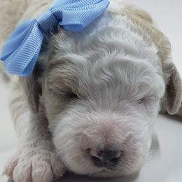 Bernedoodles from Blue Moon Farm