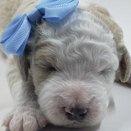 Bernedoodles from Blue Moon Farm