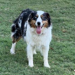 Shay - Australian Shepherd