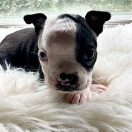 Boy two - Black brindle and white male Boston Terrier puppy in Georgia from KD’s K9 Oasis