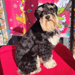 Remi - Miniature Schnauzer