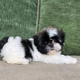 Maggie - Tricolor female Shih Tzu puppy in Turbotville, Pennsylvania from Melanie's Little Lions