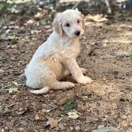Tourmaline - Cream female Labradoodle puppy in Somerset, California from Annie’s Animals