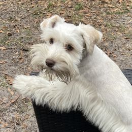 Cheza - Miniature Schnauzer