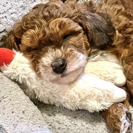 Aussiedoodle Puppies from Paisleys Doodles AK