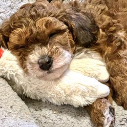 Aussiedoodle Puppies from Paisleys Doodles AK