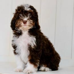 Walt (chocolate tricolor socialization grad) - Chocolate merle male Bernedoodle puppy in Dundee, Ohio from Down Home Doodle